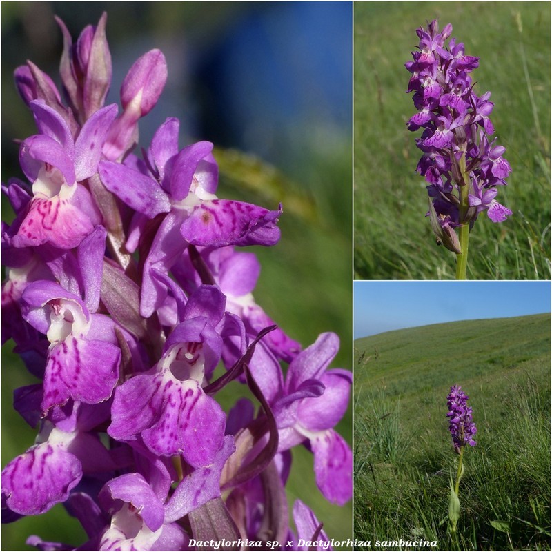 Monte Doro e Cima della Laghetta, le orchidee e i loro ambienti - luglio 2025.